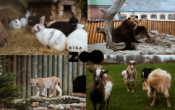 riga zoo