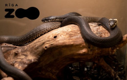 pikanta ekskursija zoodarza